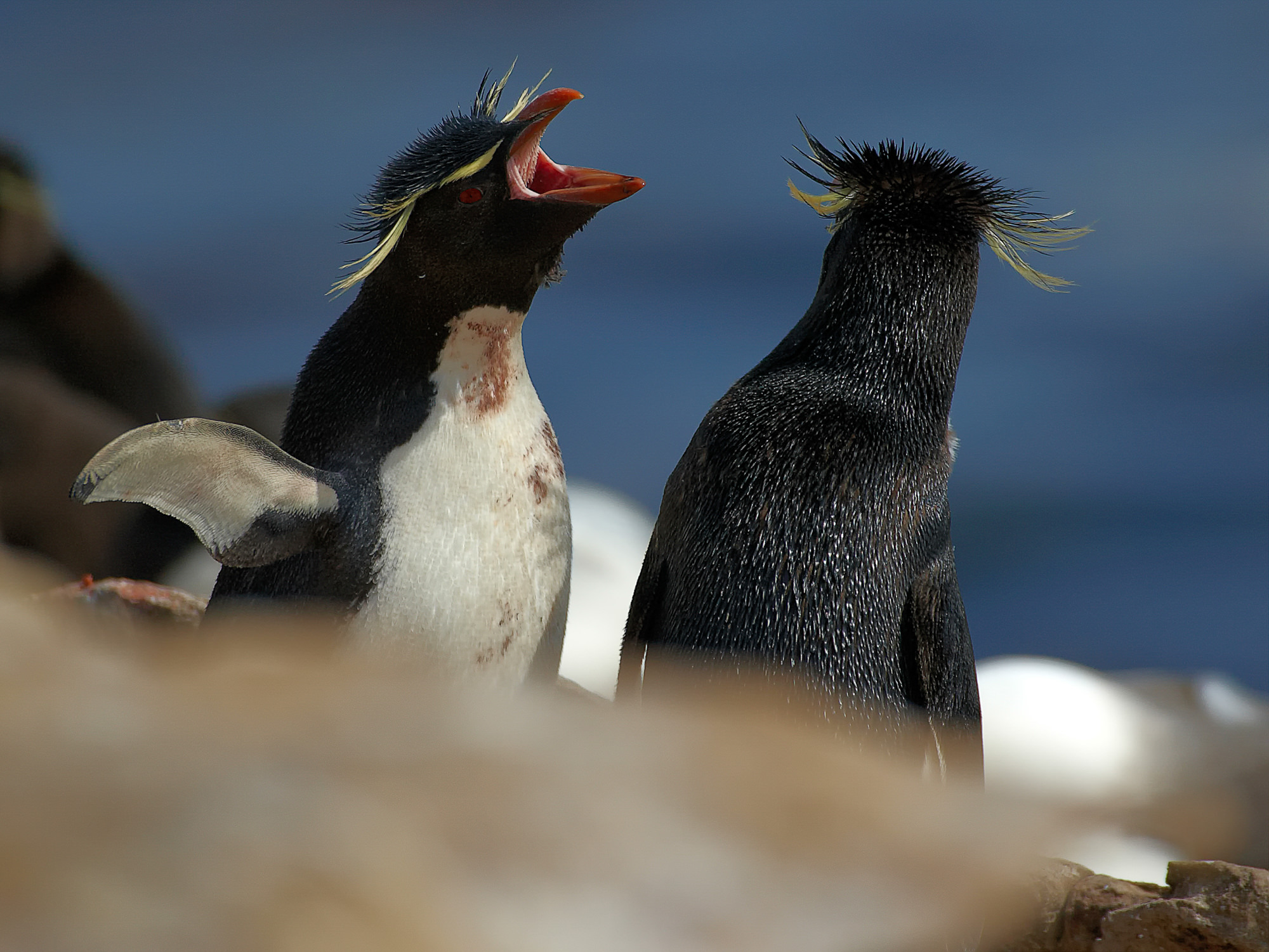 Felsenpinguin